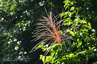 Fleur de Miscanthus