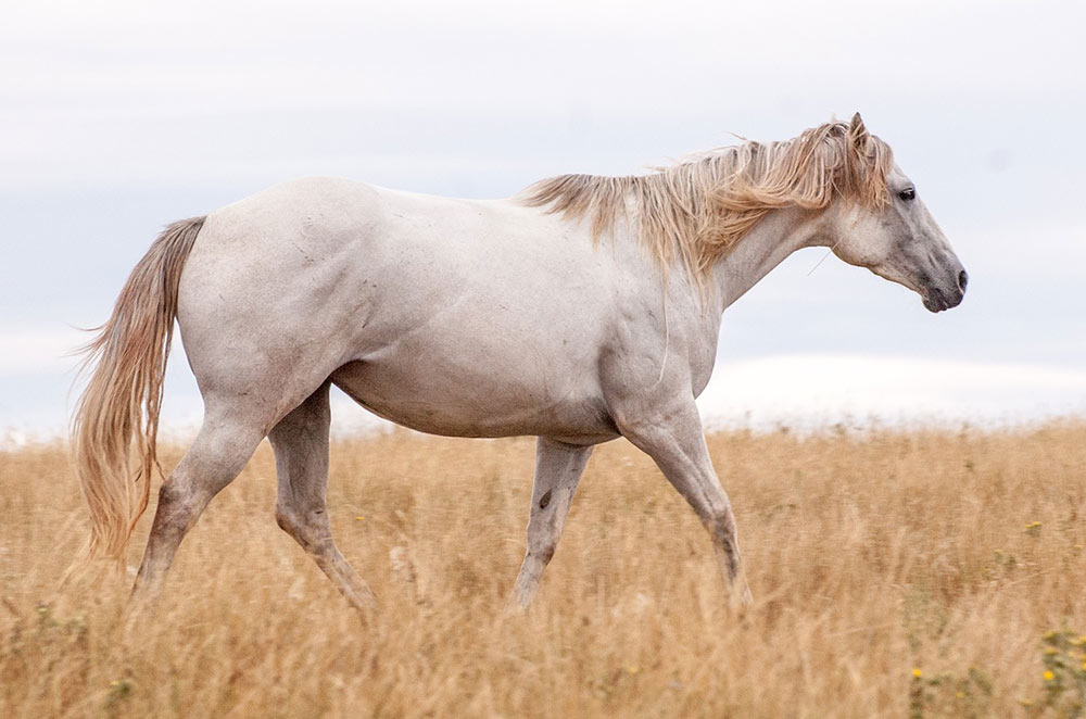 cheval blanc