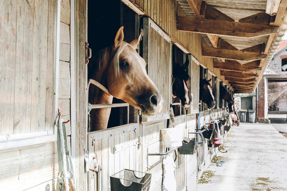 Choisir une litière adaptée à son cheval. Ecurie avec les chevaux dans leur box.