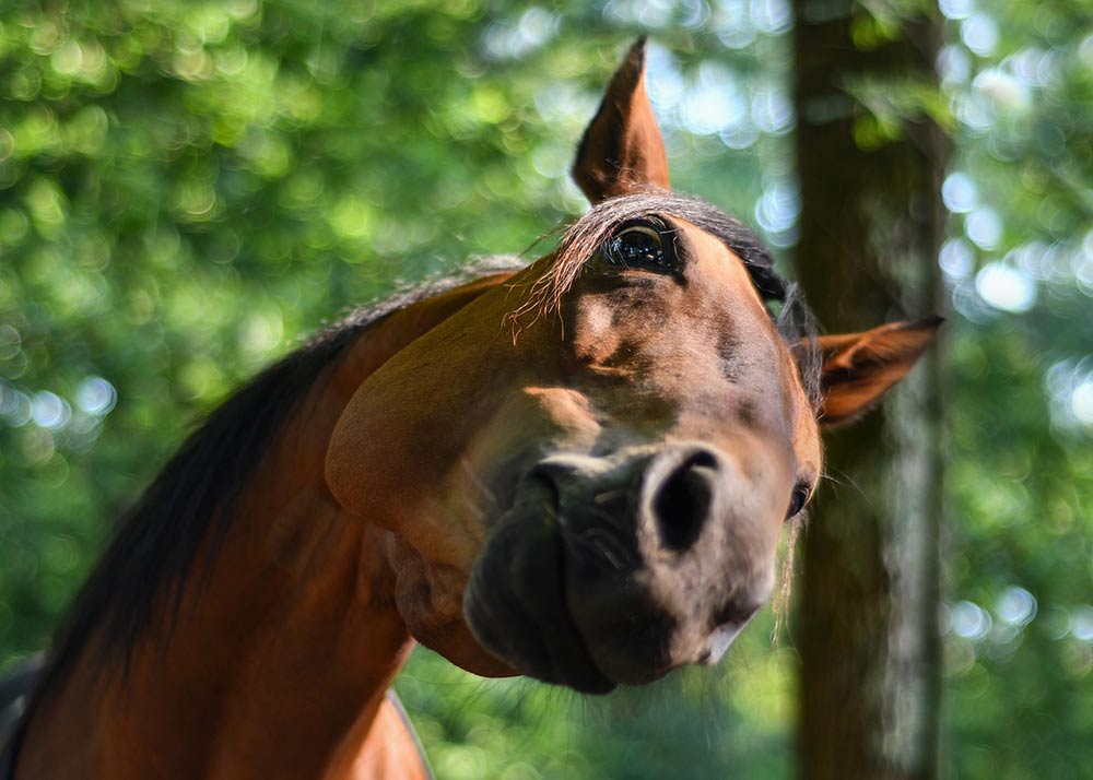 courbatures-cheval