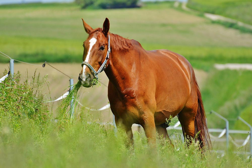 état-corporel-du-cheval