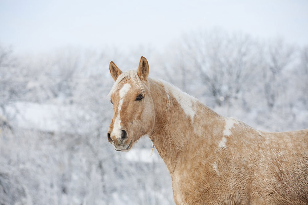 cheval-hiver