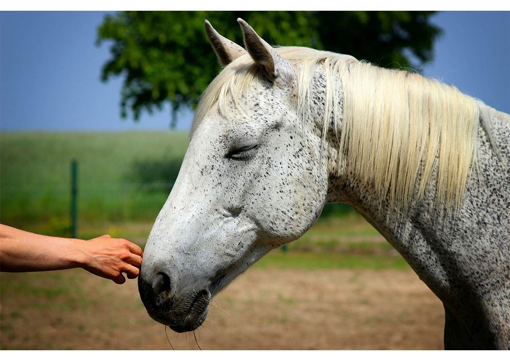 Ostéopathie-cheval