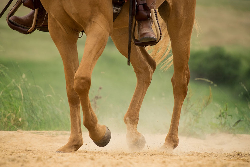 membres chevaux