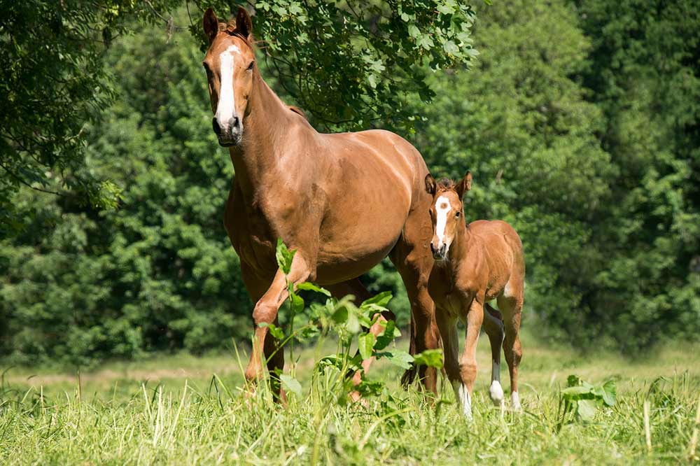 cheval et poulain