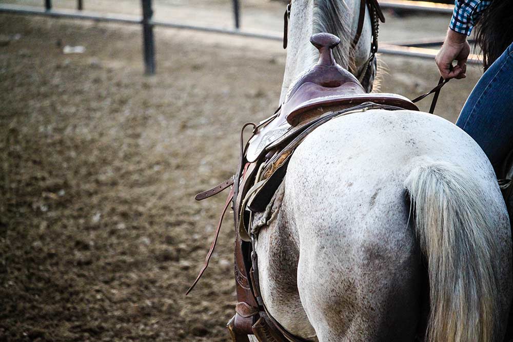 Cheval blanc vu de dos