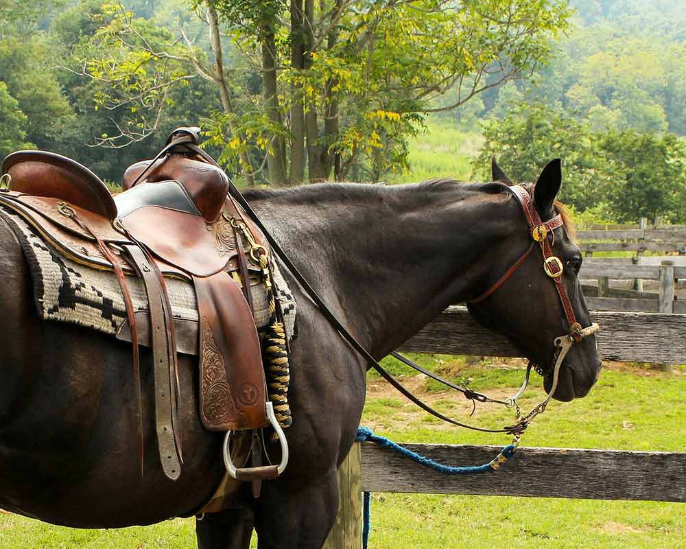 Cheval avec une selle de western