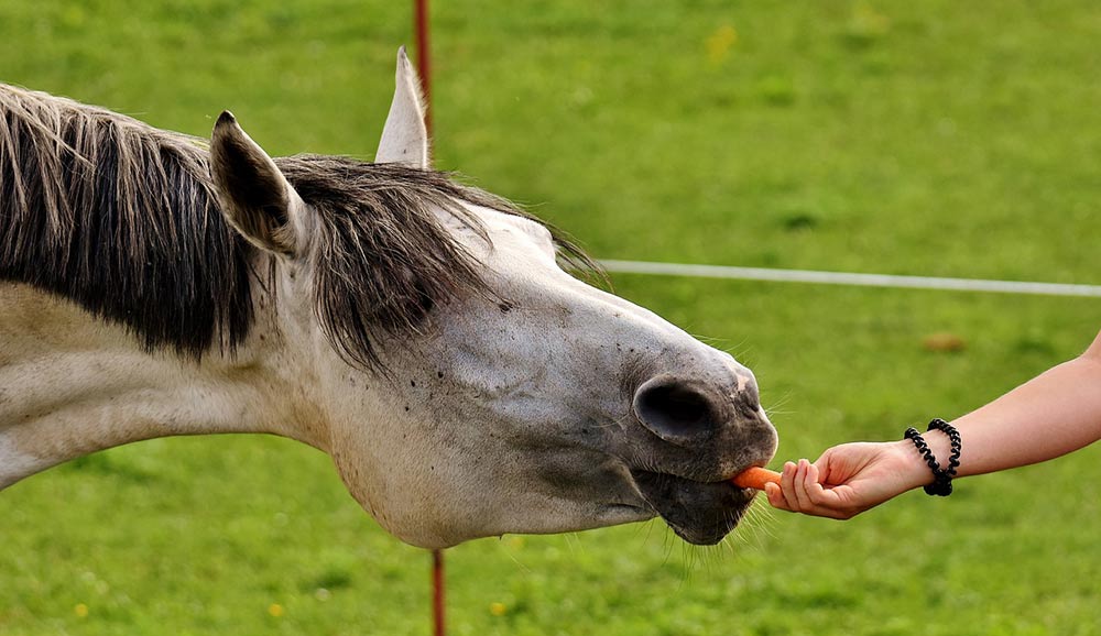 cheval qui mange