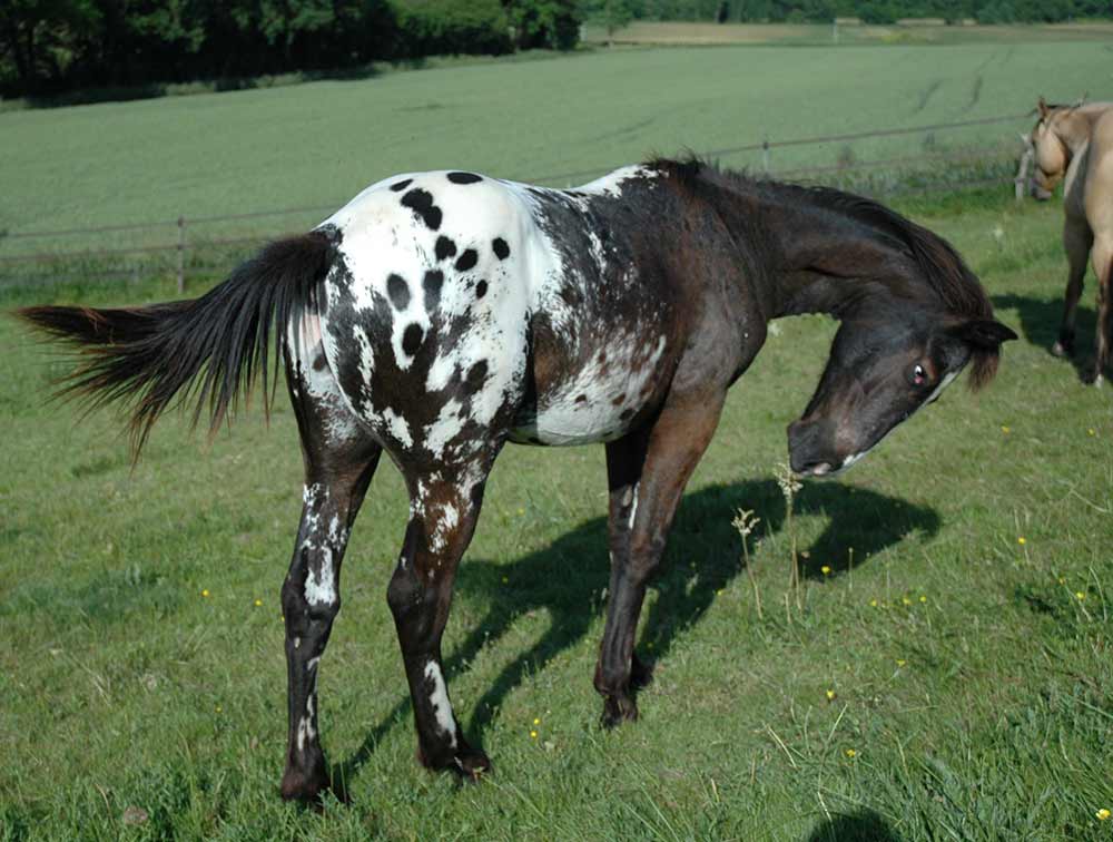 Cheval de la race appaloosa