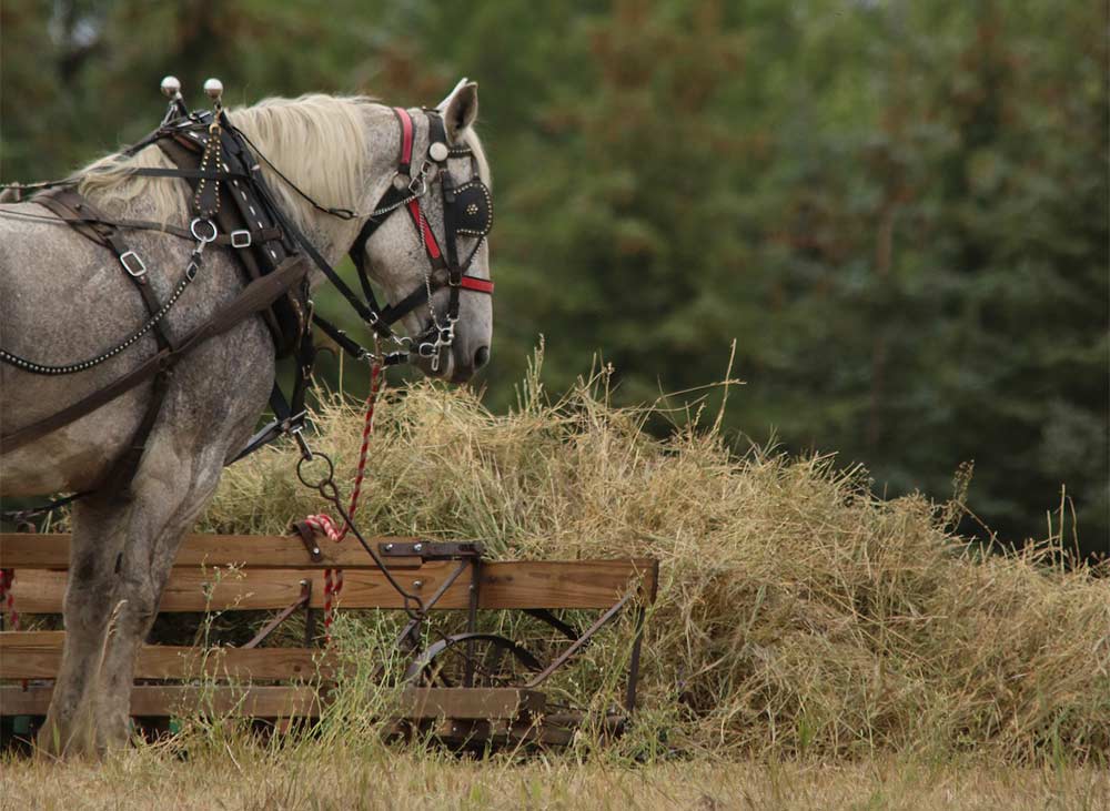 Percheron