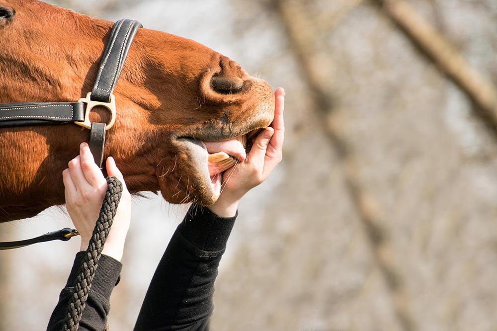 main et cheval