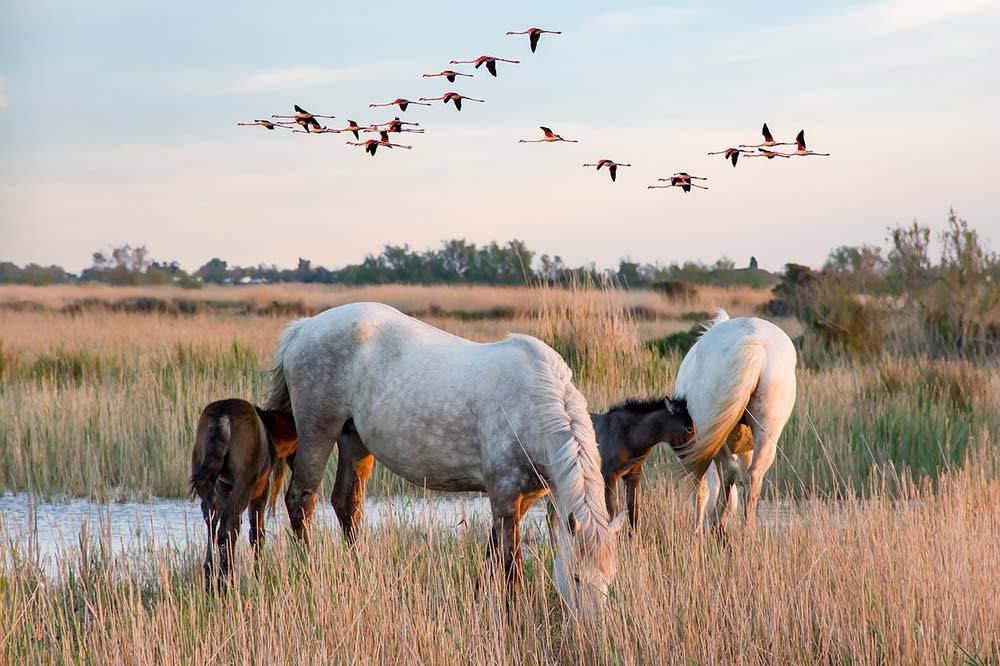 camarguais