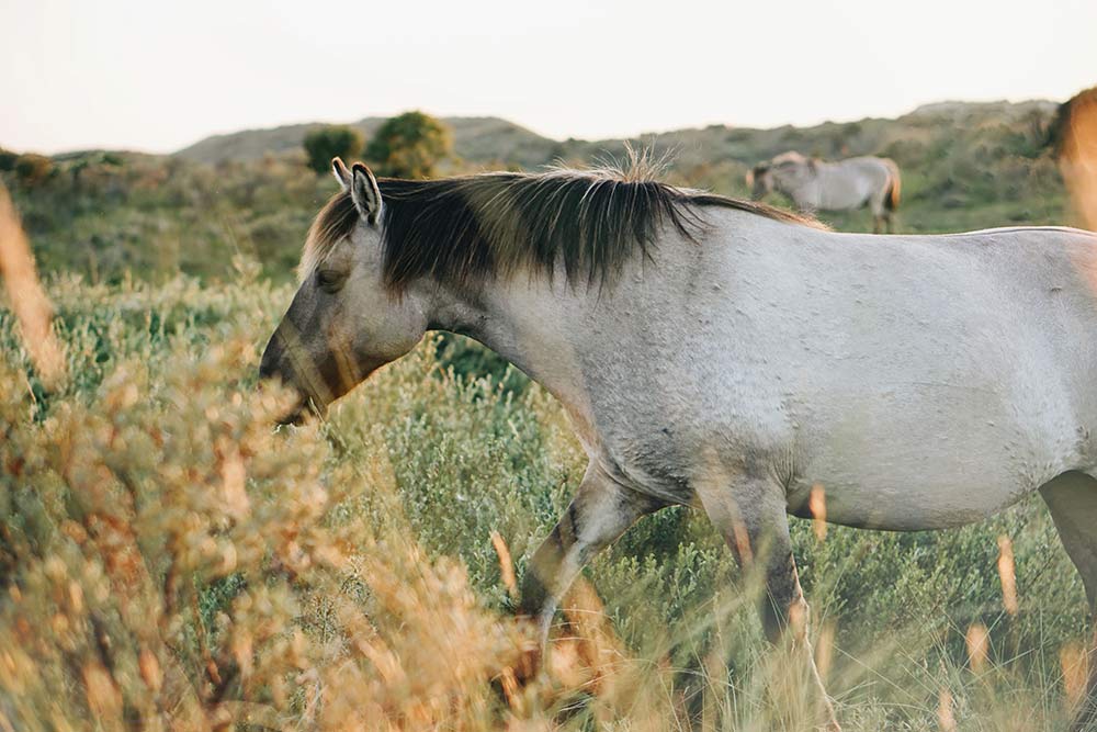 cheval libre