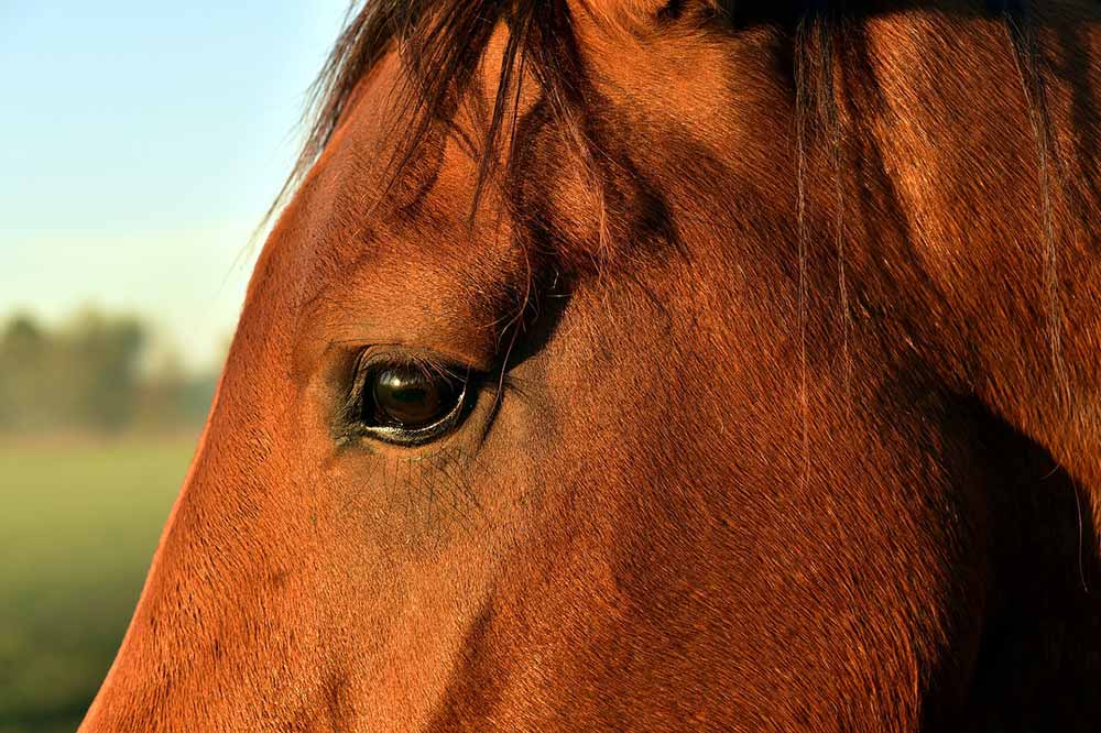 oeil de cheval