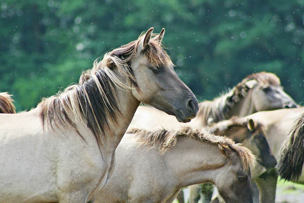 troupeau chevaux