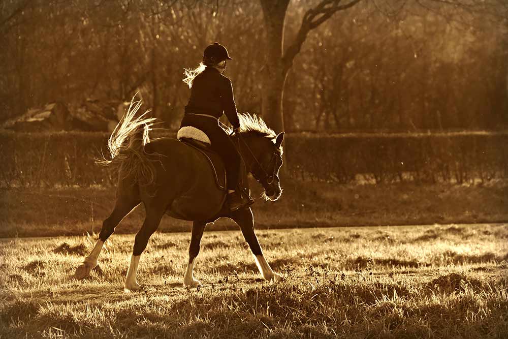 Cheval au travail