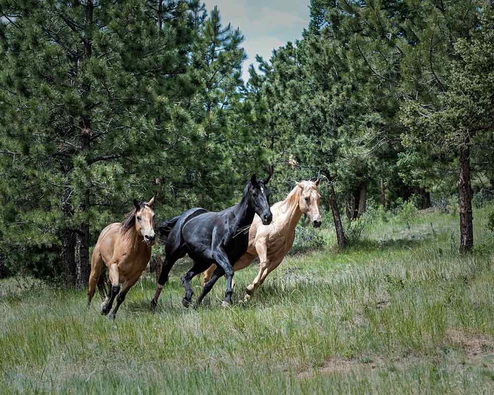 chevaux au pré