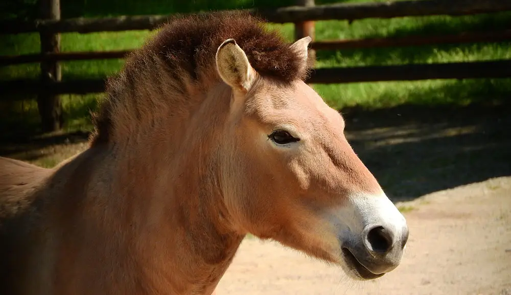 Cheval de Przewalski