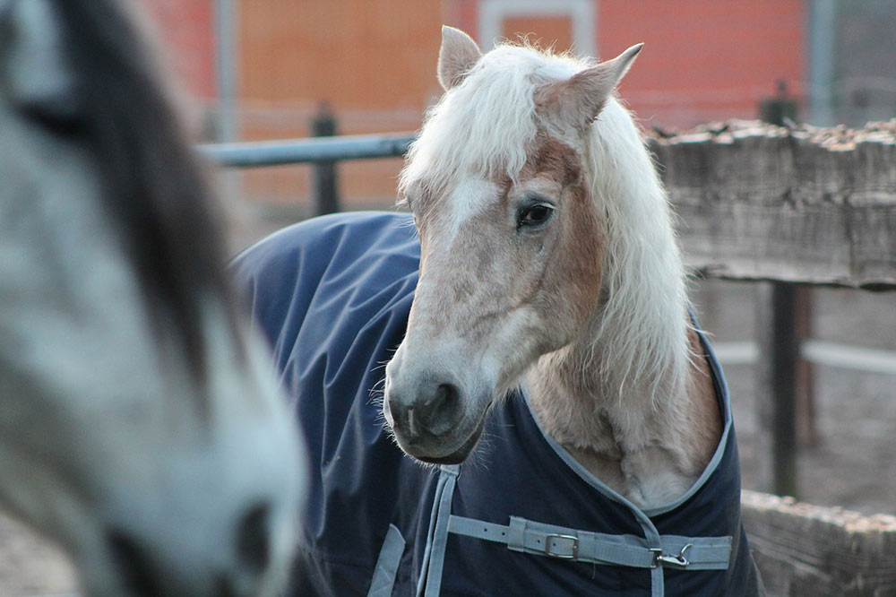 cheval à la retraite