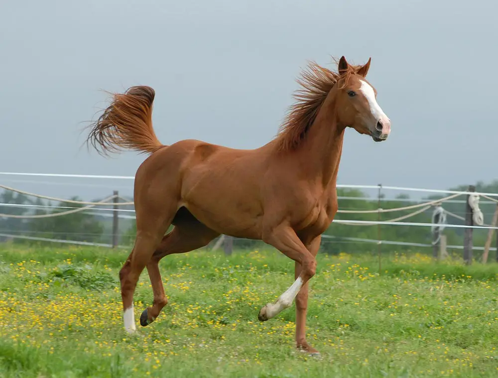cheval clôture