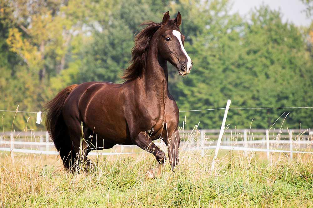 american saddlebred