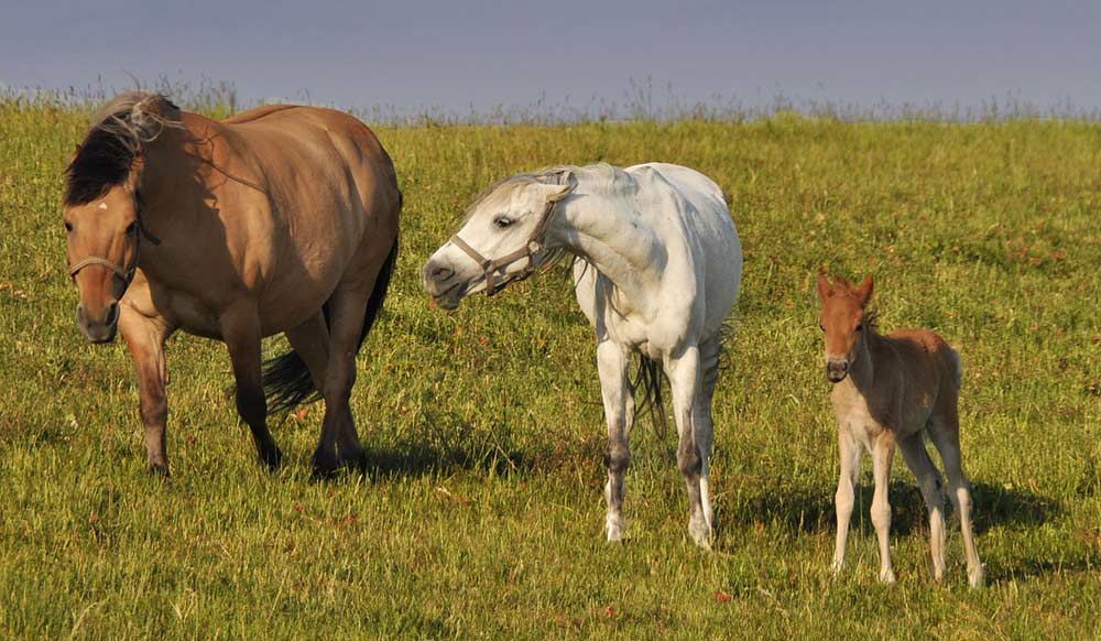 chevaux agressivité