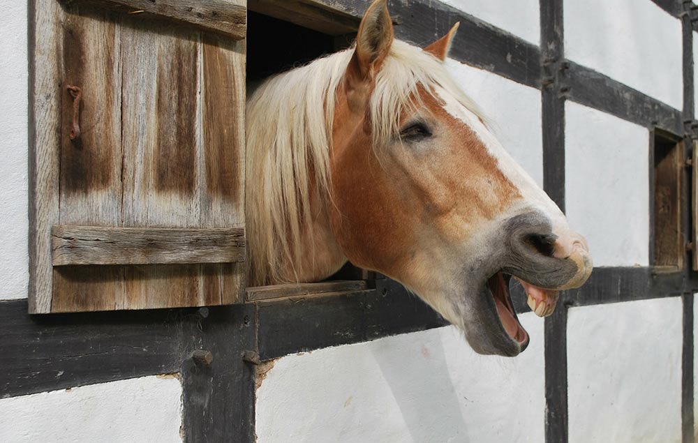 le hennissement du cheval