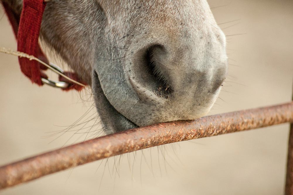 le sens du toucher du cheval