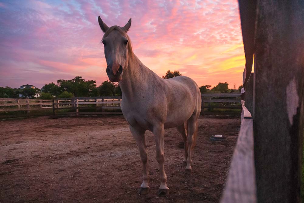 Cheval au paddock