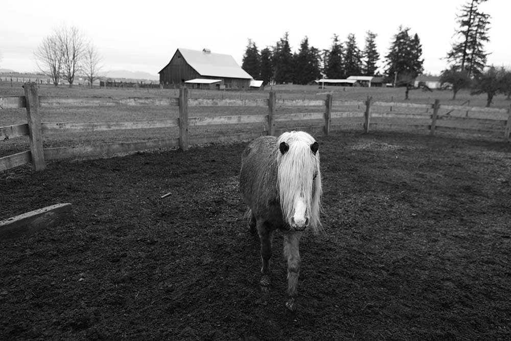 Poney au paddock