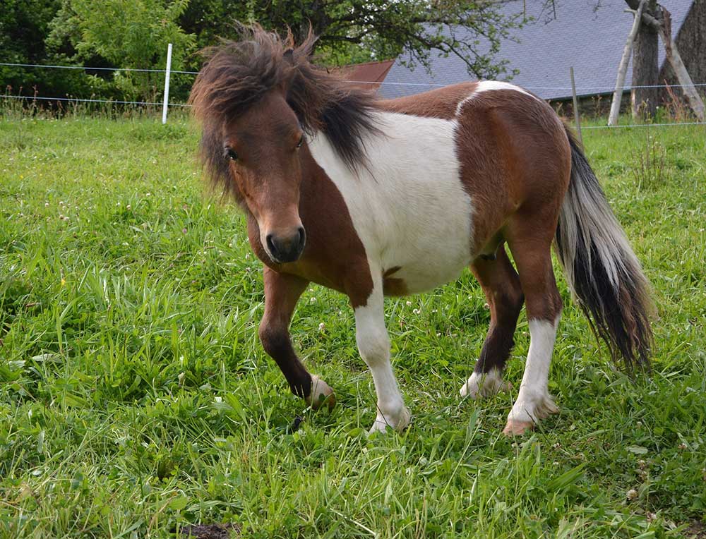 Poney Shetland