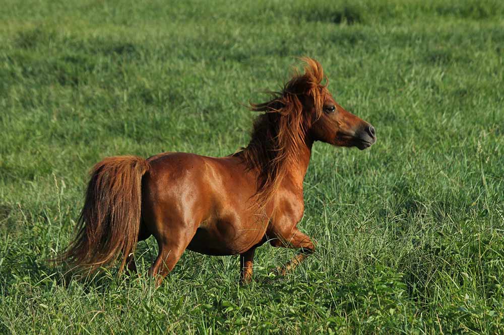 cheval miniature