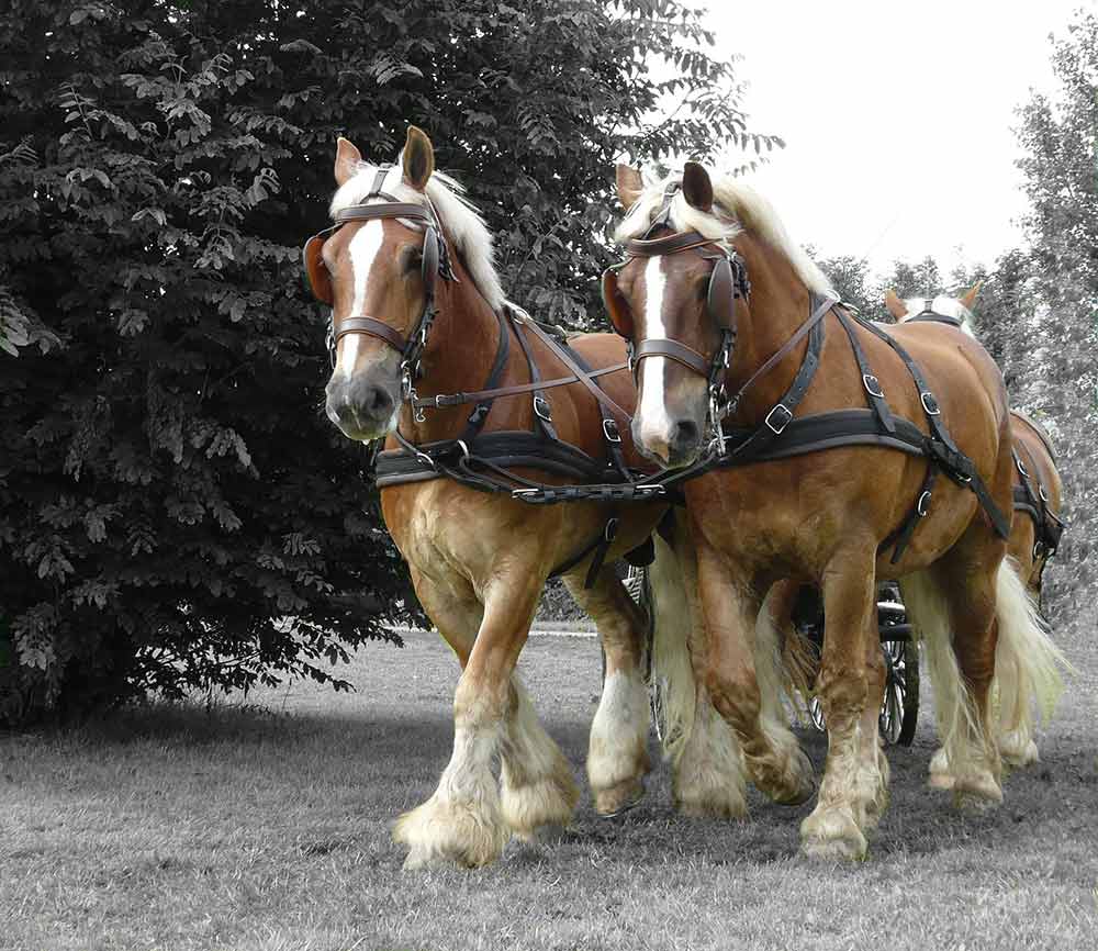 Chevaux de trait