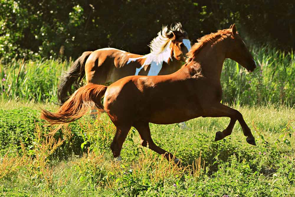 jambes chevaux