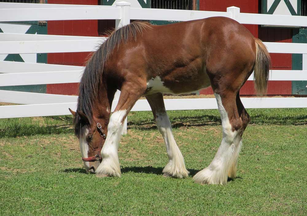 clydesdale