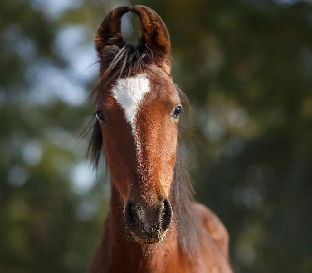 Les plus beaux chevaux du monde