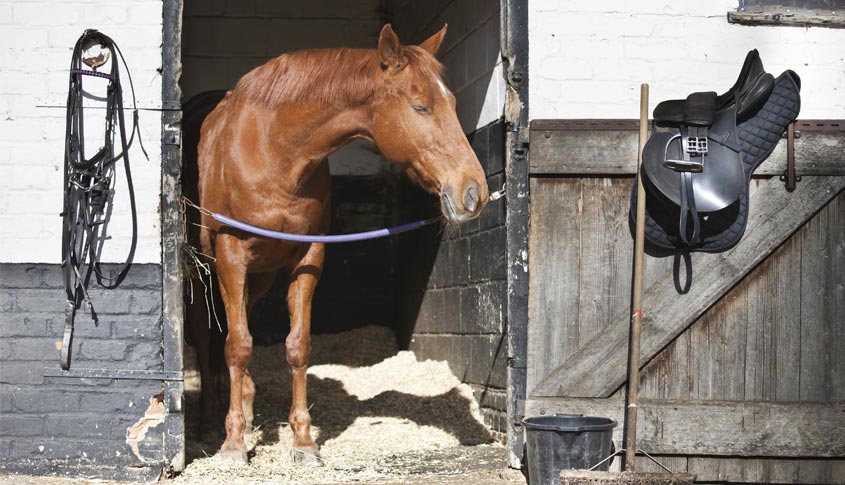 Cheval au box sur litière