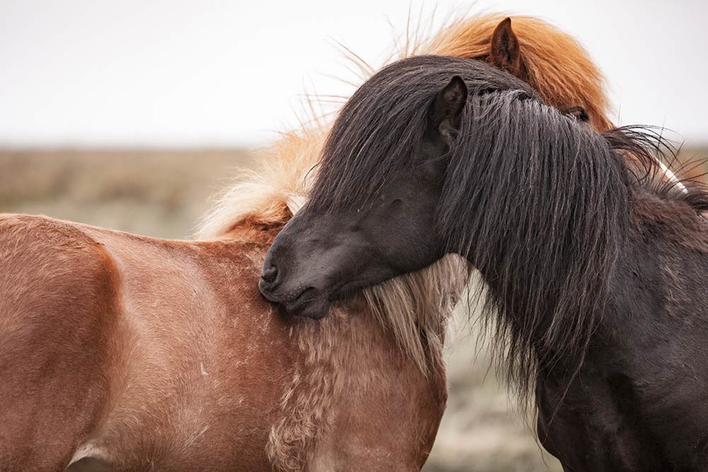 toilette chevaux