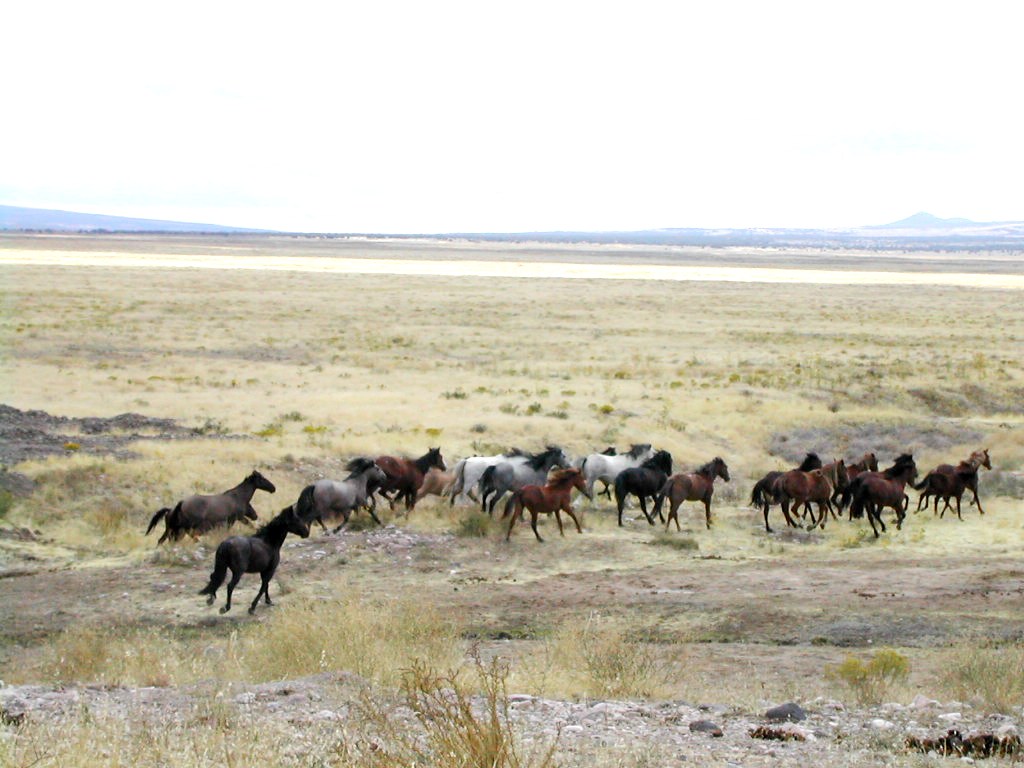 Mustangs en liberté Utah @JaimeJackson
