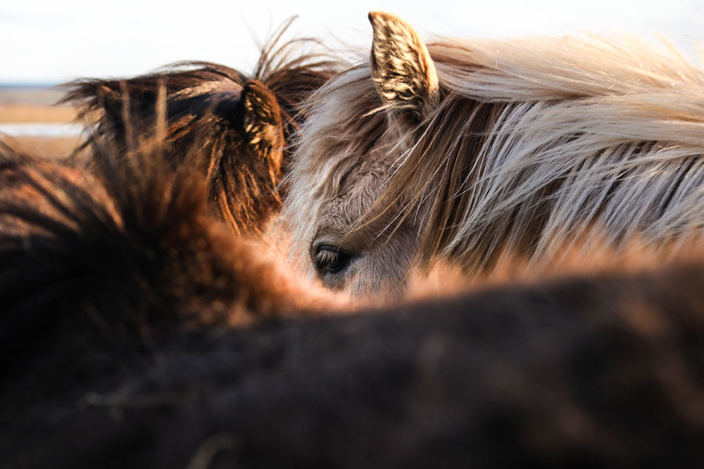 têtes de chevaux