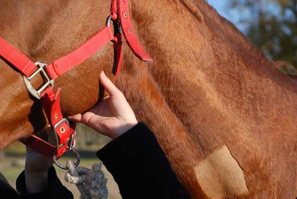 Prendre le pouls de son cheval