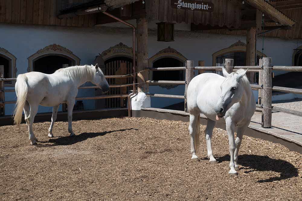 Deux chevaux lipizzans dans leur enclos