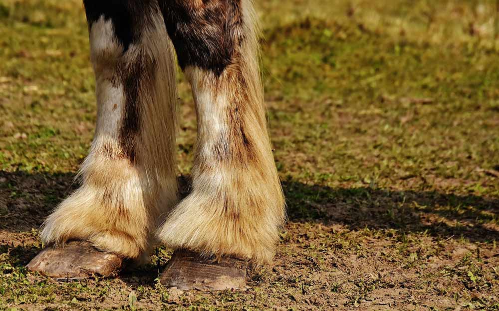 Comment prendre soin des sabots de son cheval ?