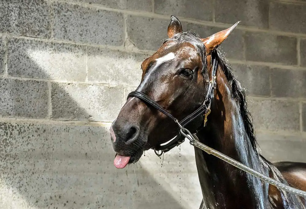 sécher son cheval après la douche