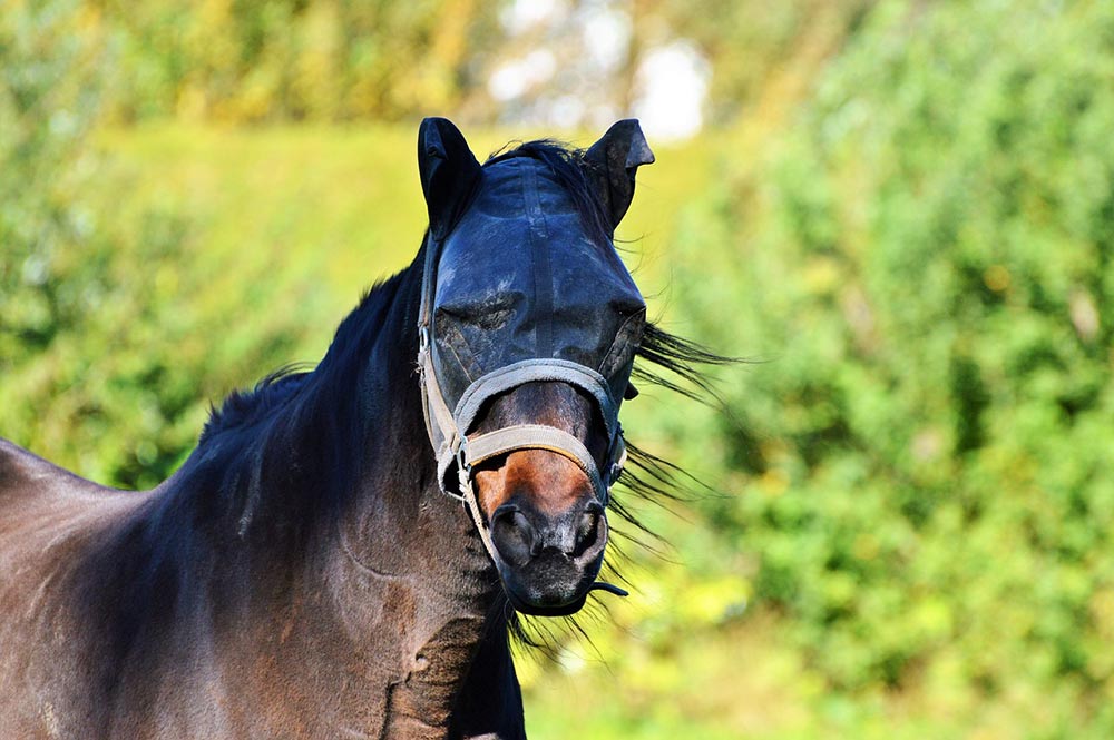 cheval protégé des insectes