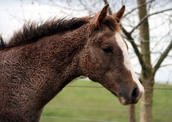 Cheval hypoallergénique Curly