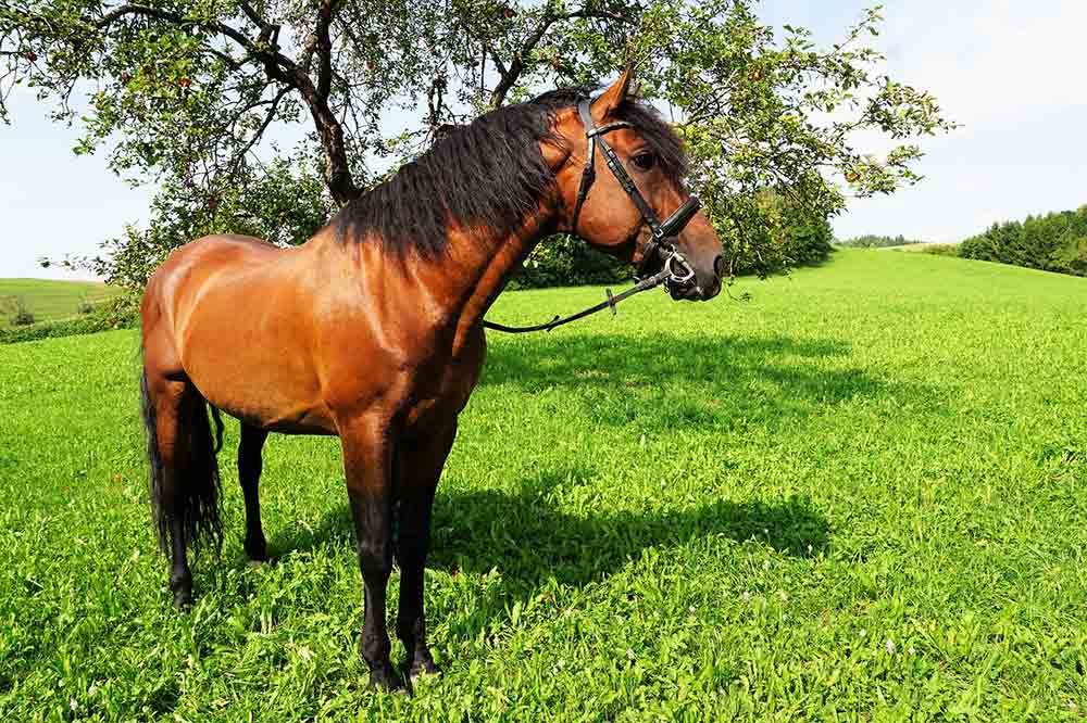 cheval en vacances