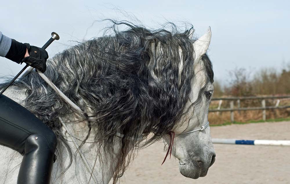 la bonne attitude du cheval