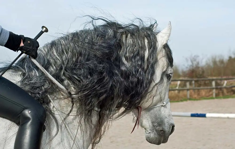 Comment avoir les mains fixes à cheval 