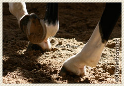 Litière cheval en granulés de bois